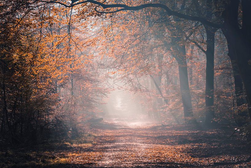 Herfst in het Speulderbos van Midi010 Fotografie