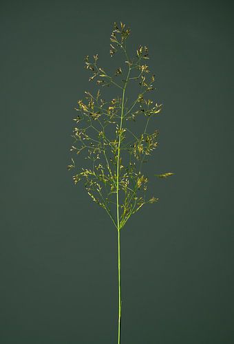 Fera Herba