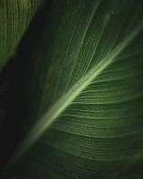 La nature en détail #8