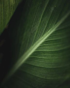 La nature en détail #8