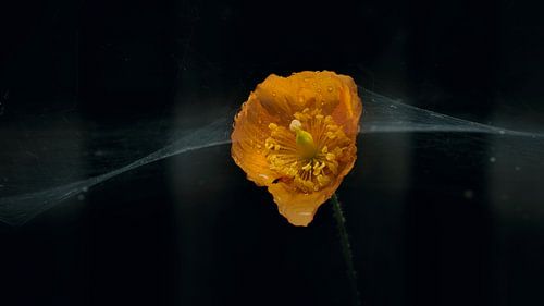 Webflower