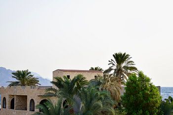 Building between palm trees