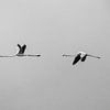 Zwei Flamingos | fliegend | ruhend | minimal von Femke Ketelaar
