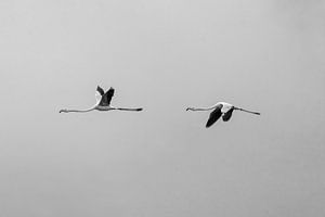 Twee flamingo's vliegend rust minimaal
