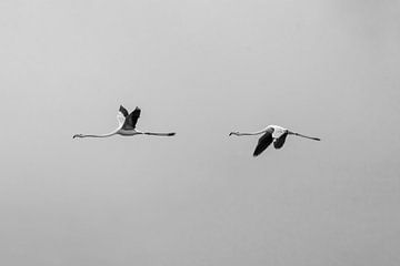 Twee flamingo's | vliegend | rust | minimaal van Femke Ketelaar