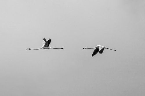 Twee flamingo's vliegend rust minimaal