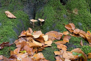 Two mushrooms at the base of a tree with autumn leaves by W J Kok