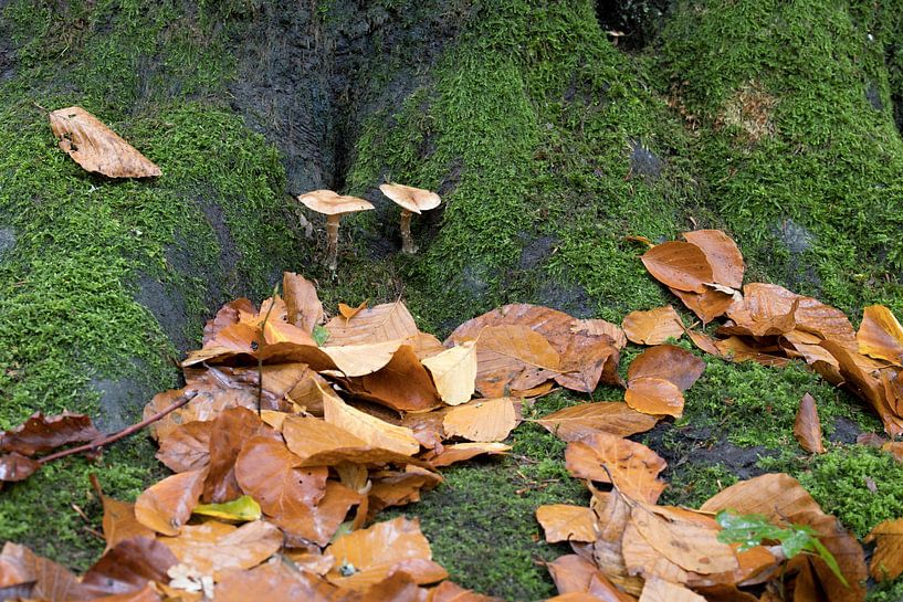 Deux champignons au pied d'un arbre avec des feuilles d'automne par W J Kok