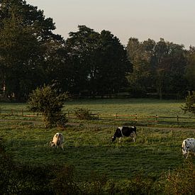 Weidende Kühe am Morgen | Hollands Glorie von Van Kelly's Hand