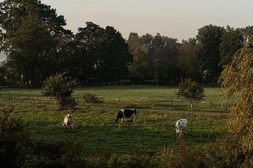 Grazing cows in the morning | Dutch Glory