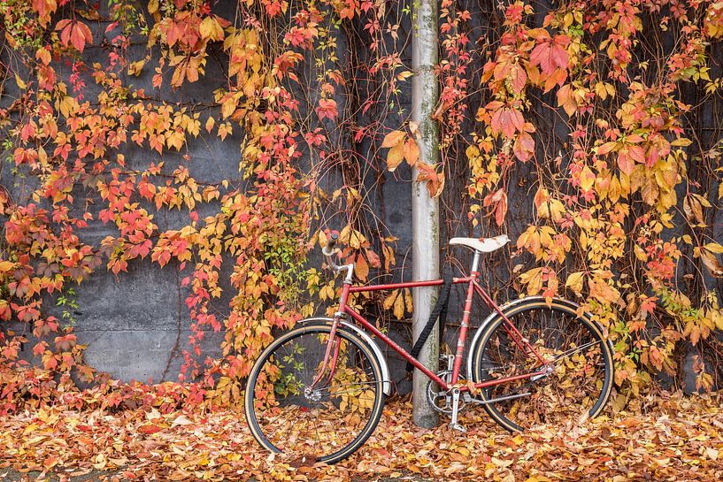 Rennrad für Mauer mit wilder Rebe von Rinus Lasschuyt Fotografie
