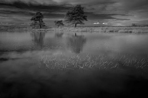 Dwingelderveld, Drenthe