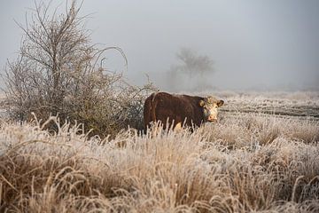 Een koe in een winterse landschap van de Vroongronden van Paula Romein