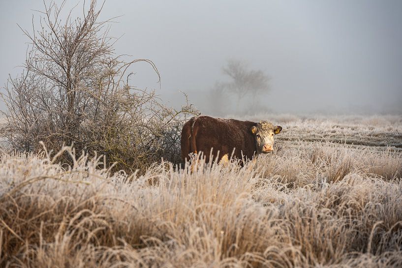 A cow in a winter landscape of the Vroon Grounds by Paula Romein