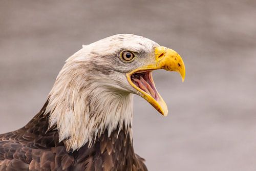 American Bald Eagle, Haliaeetus leucocephalus, aka Bald Eagle