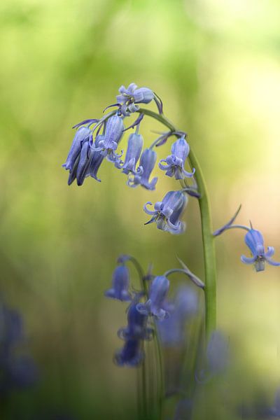 Wood hyacinth by Liliane Jaspers