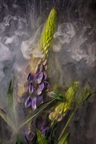 Inkwater Flowers - Lupinen von Jürgen Schmittdiel Photography