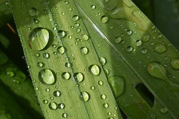 The garden after the rain by Claude Laprise