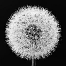 Dandelion by Bernd Döbel