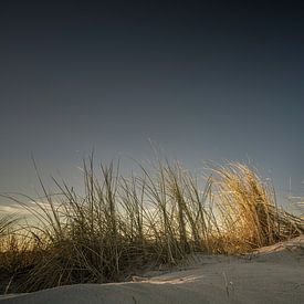 Herbe des dunes I sur Axel Ellerhorst