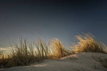 Dünengras I von Axel Ellerhorst