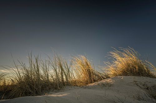 Dünengras I von Axel Ellerhorst