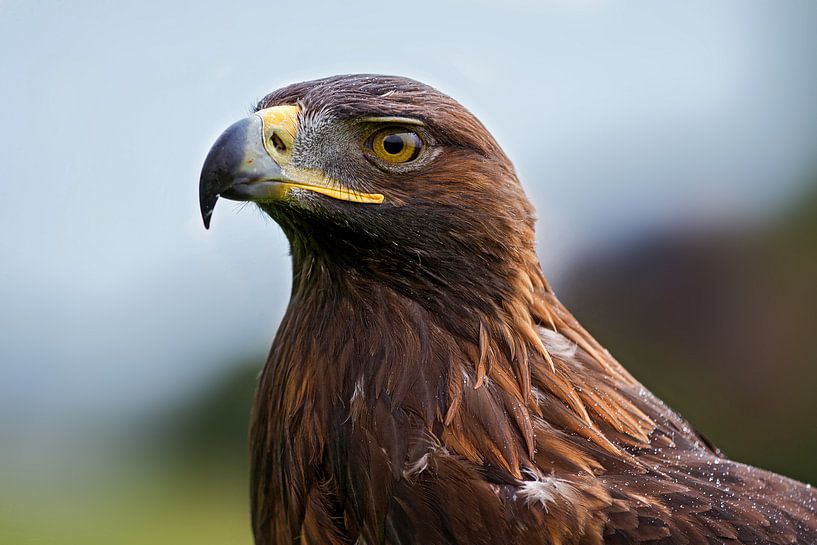 portet van een steenarend van gea strucks