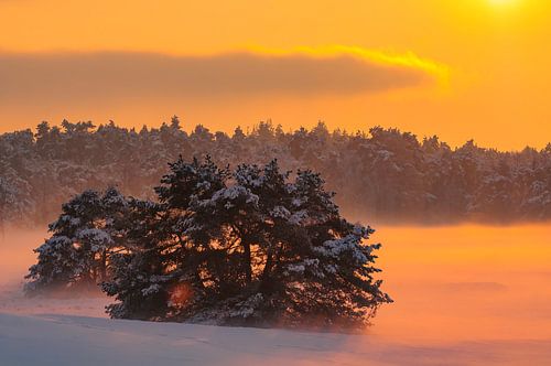 Sneeuw winterlandschap in een stuifduingebied op de Veluwe