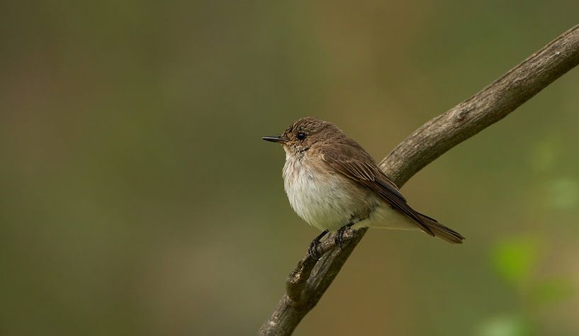 Songbirds by Corrie Post