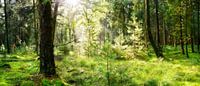 Zonnestralen in het bos van Günter Albers thumbnail