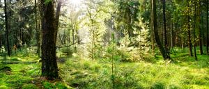 Sonnenstrahlen im Wald von Günter Albers