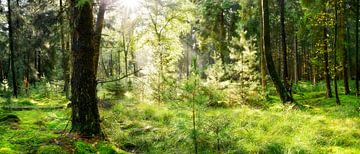 Zonnestralen in het bos van Günter Albers