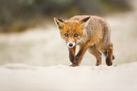 red fox cub par Pim Leijen Aperçu