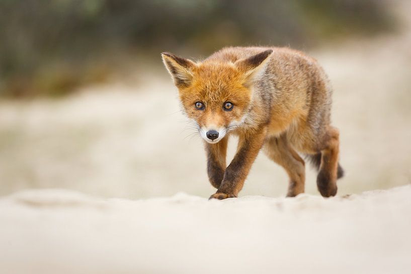 red fox cub par Pim Leijen