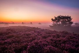 Purple Heather Veluwe 2019 Epe sur Steven Poulisse