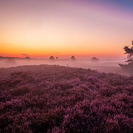 Lila Heidekraut Veluwe 2019 Epe von Steven Poulisse