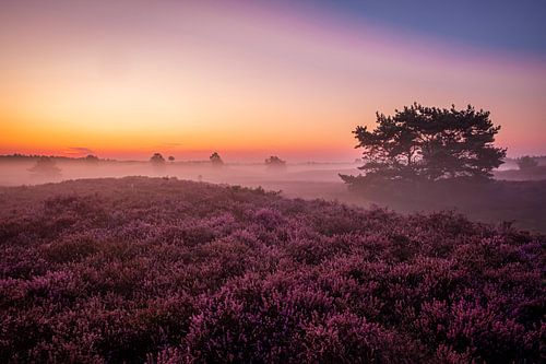 Paarse Heide Veluwe 2019 Epe