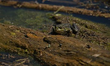 Toad by Dirk Herdramm