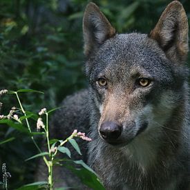 Wolf von John Kerkhofs