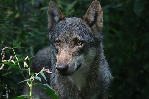 Wolf by John Kerkhofs