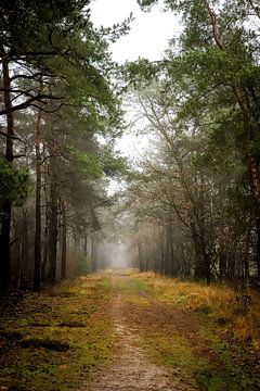 Prachtige dichte mist tijdens de herfst op een wandelpad in een kleurrijk bos. van Wildlife Designs