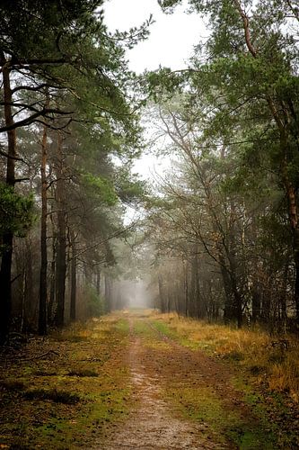 Beautiful dense fog during autumn on a footpath in a colourful forest.
