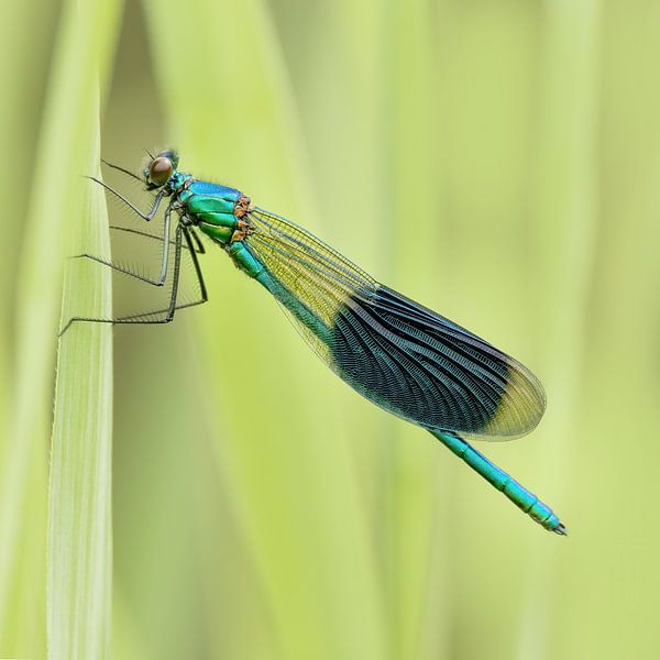 Meadow brook damsel in green by Cedric Van Koot