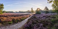 Panorama Galderse Heide Breda by JPWFoto thumbnail