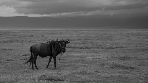 WILDEBEEST van Irene Jacoba