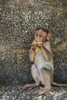 A young Macaque monkey eating