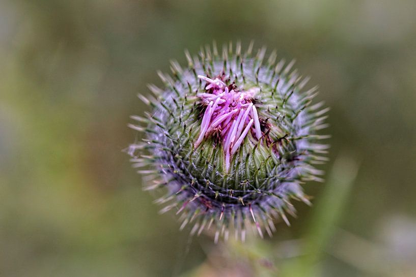 Thistle by Rob Boon