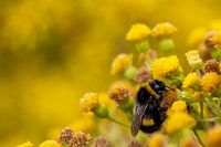Bumblebee on flower in Oostvaardersplassen