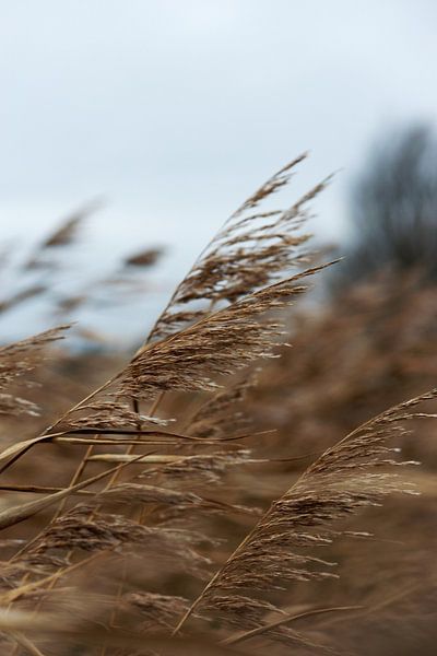 Reed plumes in the wind (colour) by Tom Goldschmeding