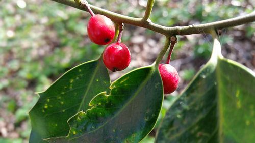 besjes van een hulst 
